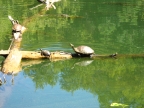 Pond Turtles at Clear Lake: 1024x768